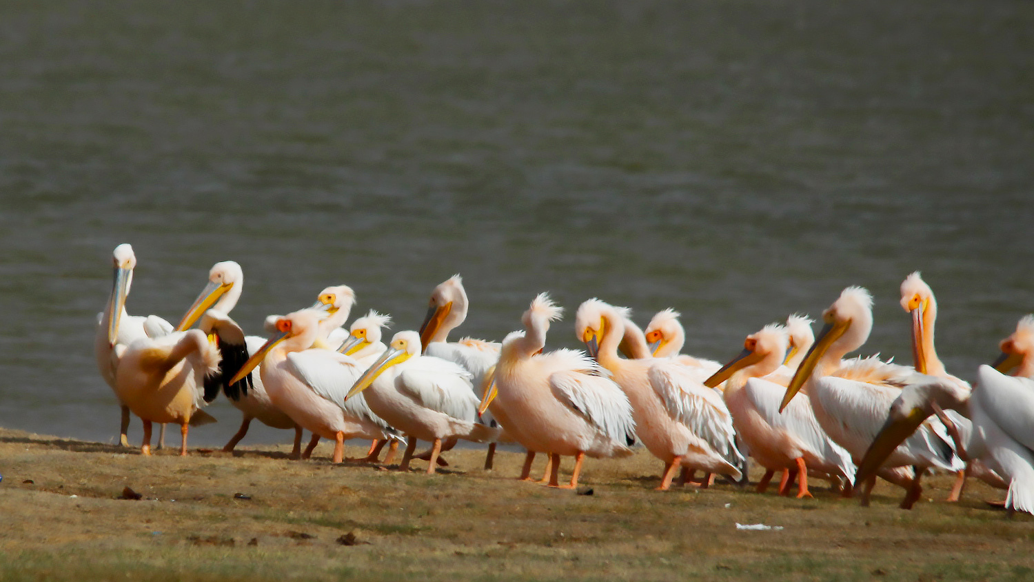 Great White Pelican